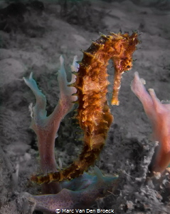 sea horse by Marc Van Den Broeck 